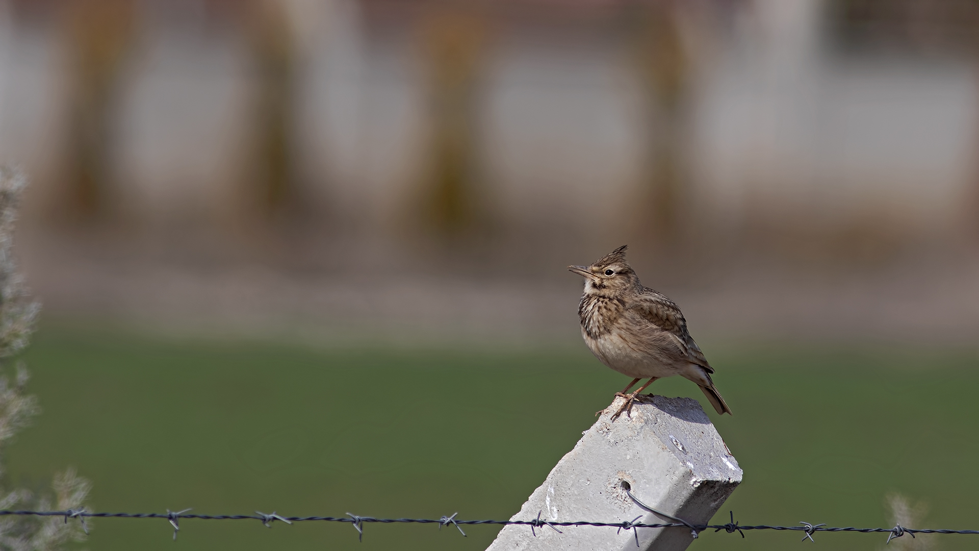 Crested Lark